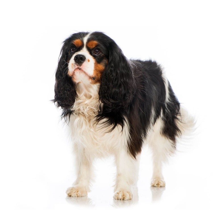 Кинг Чарльз спаниель Триколор