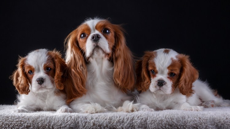 Кинг Чарльз спаниель