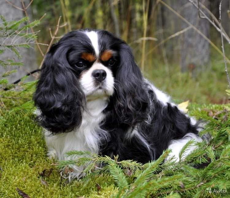 Кавалер Кинг Чарльз спаниель кавалер Кинг Чарльз спаниель