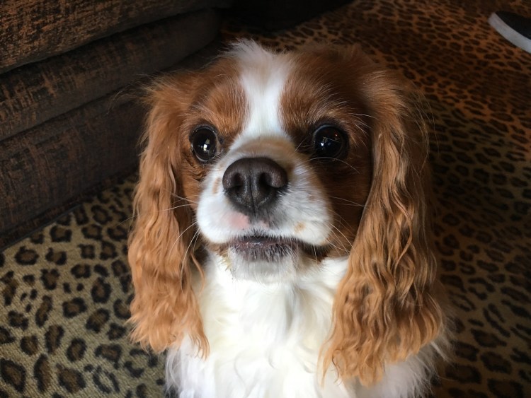 Кавалер Кинг Чарльз спаниель черный