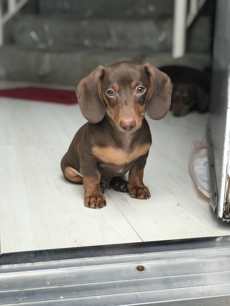 Такса Живая