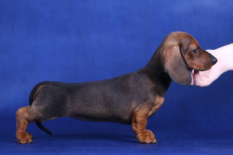 Карликовая кроличья такса