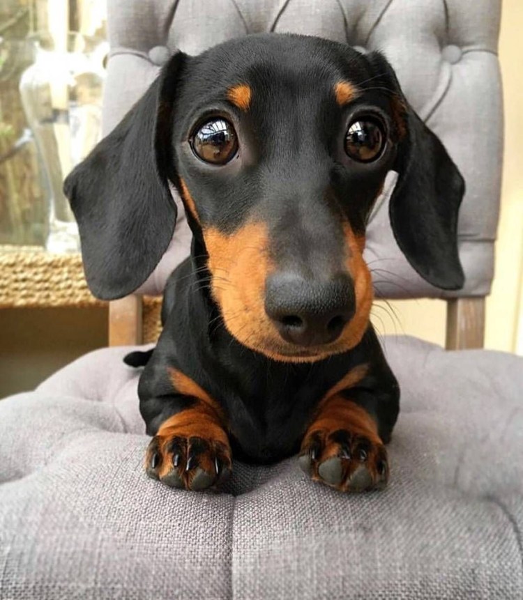 Карликовая такса прикольные фото