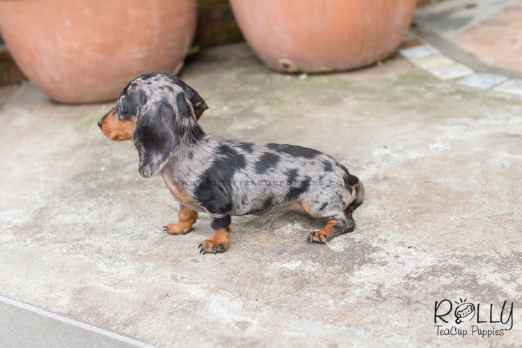 Микро такса