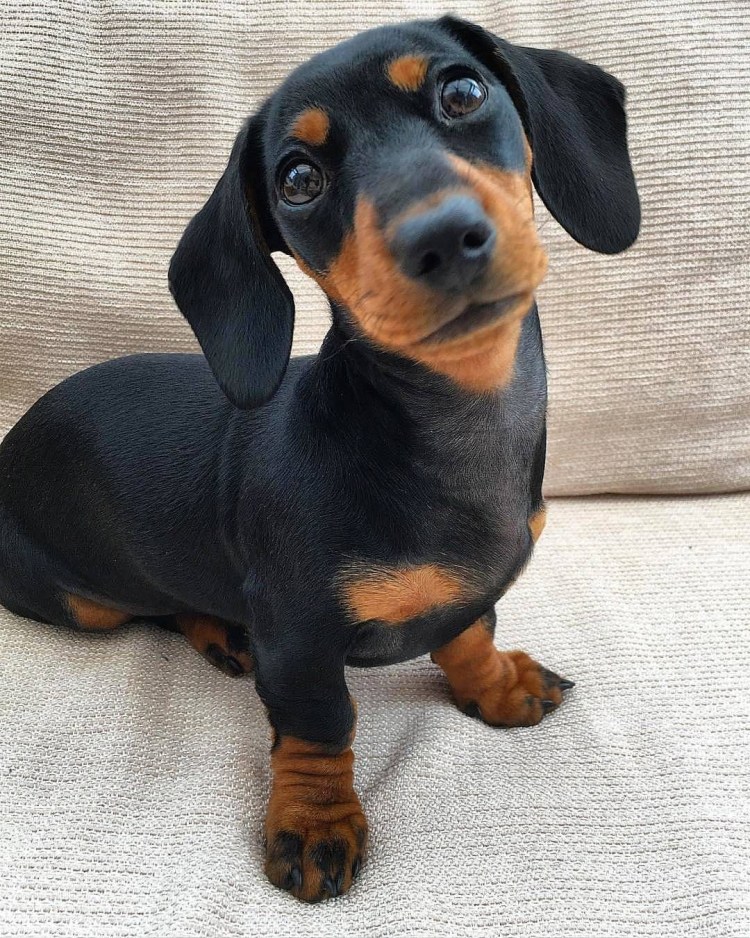 Карликовая такса