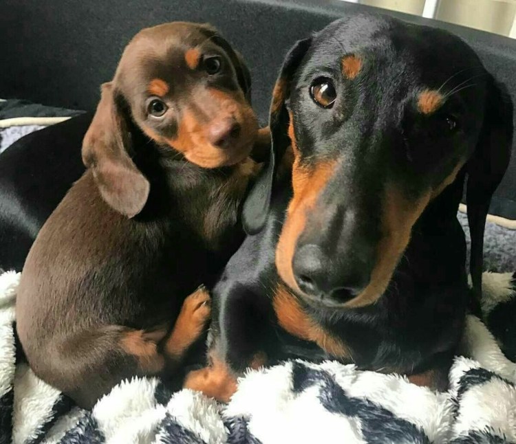 Карликовая такса серая