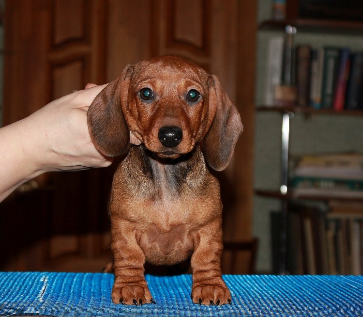 Карликовая такса