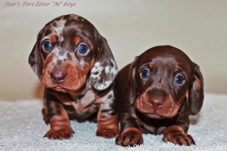 Кутята таксы