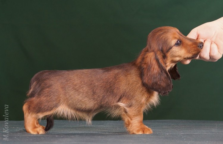 Такса кроличья гладкошерстная