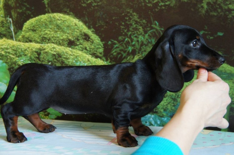 Европейская такса