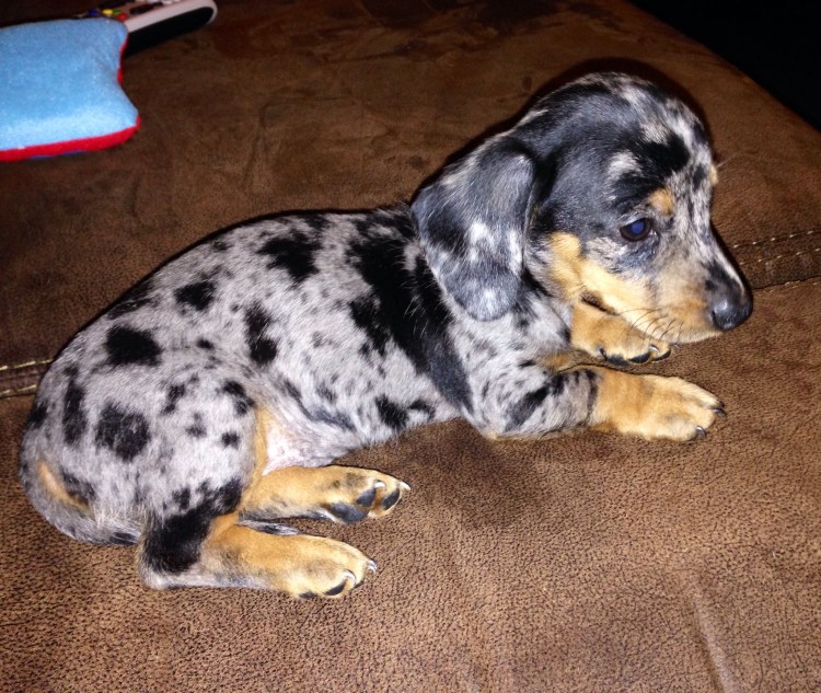 Такса карликовая гладкошерстная