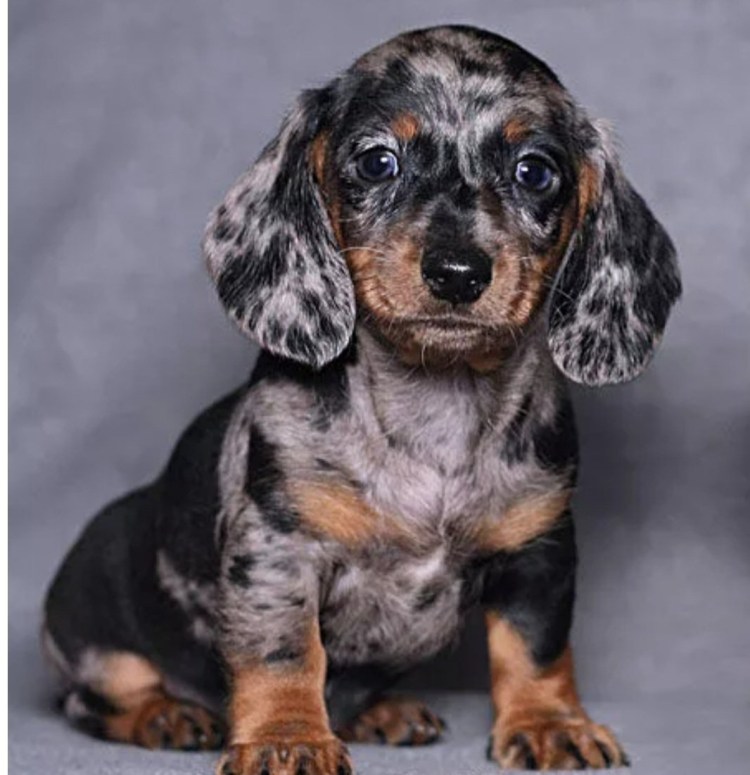 Кроличья такса