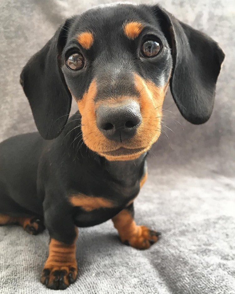 Маленькие таксы щенки