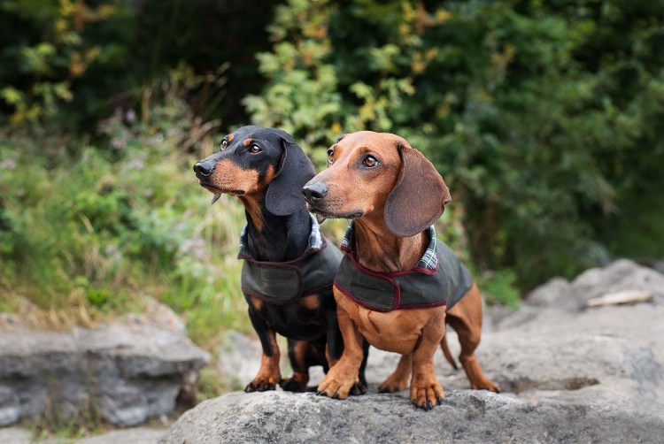 Такса собака