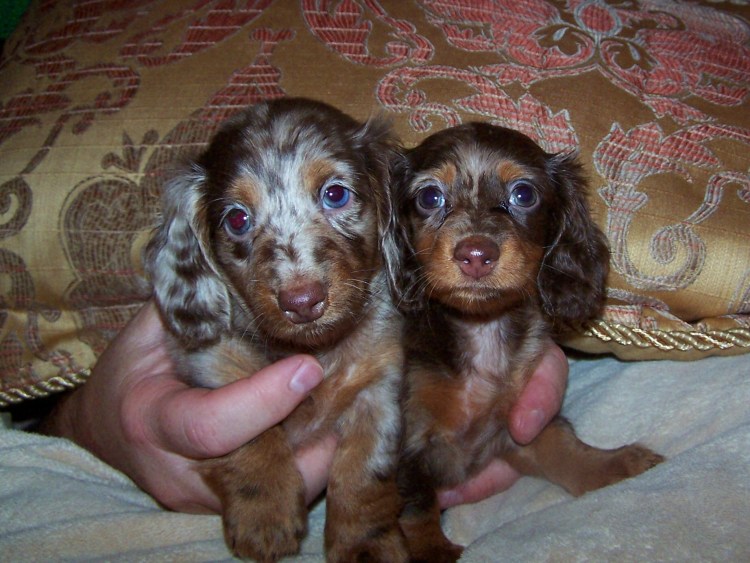 Микро такса микро такса