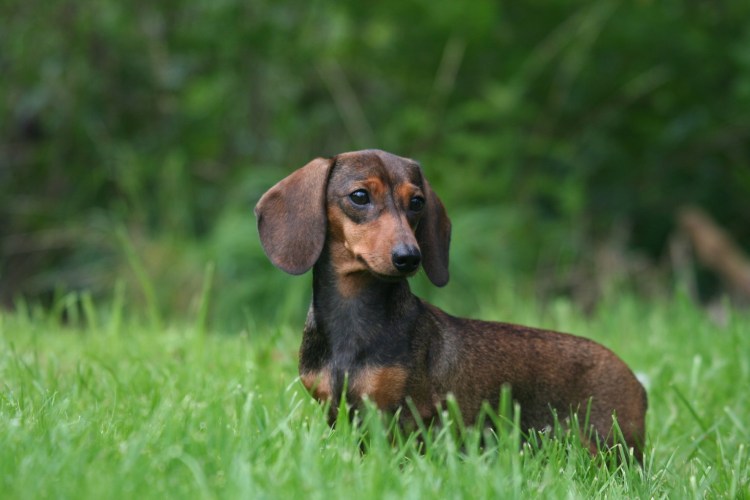 Три собачки таксы