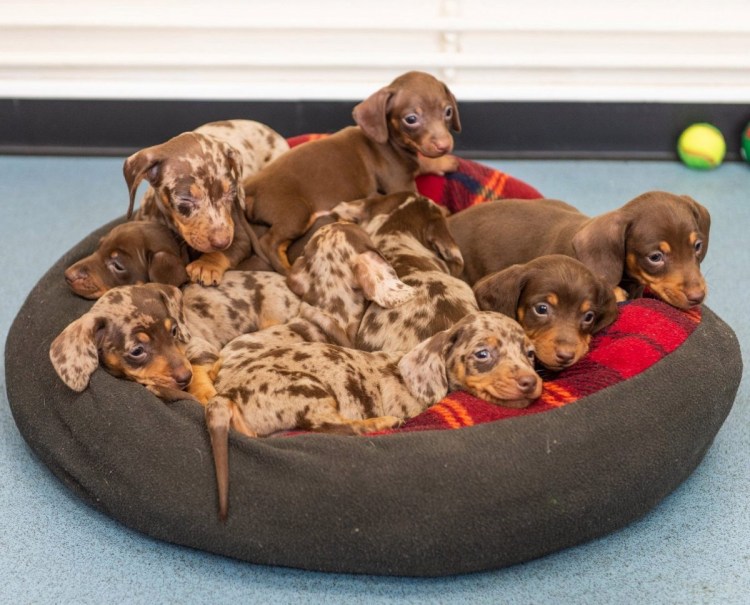 Таксы стандарт мини кроличья