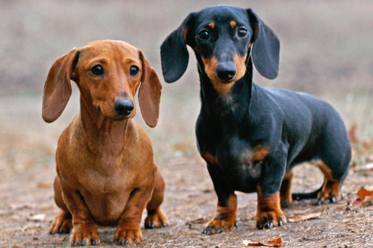 Такса щенок малый