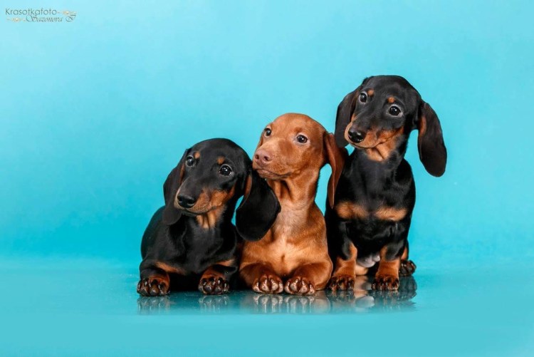 Такса собака короткошерстная