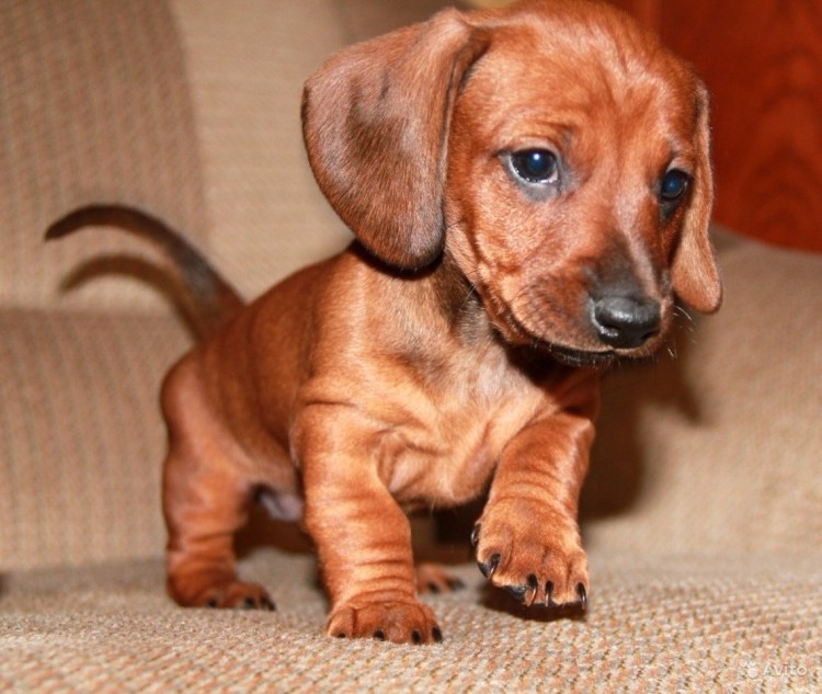 Мини такса взрослая