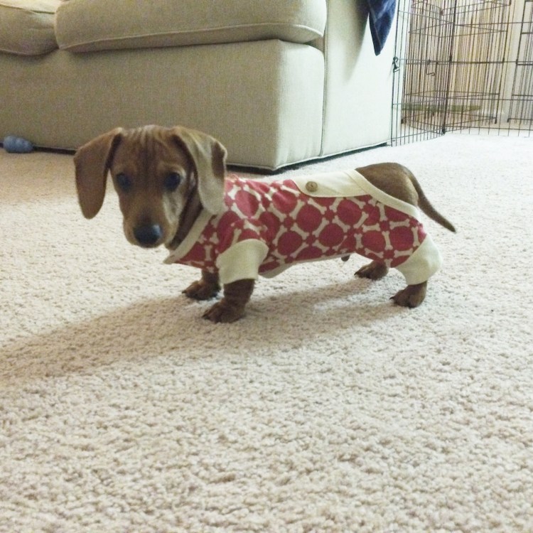 Кроличья такса пятнистая