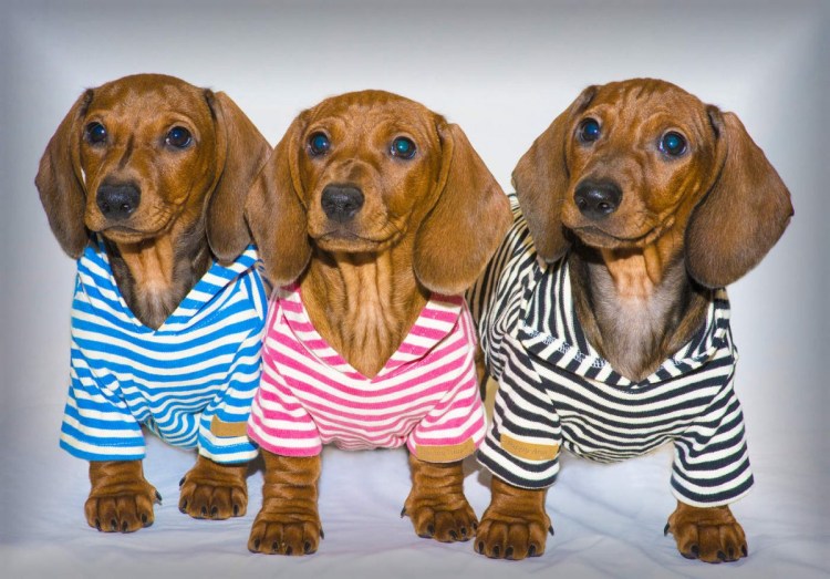 Карликовая такса пятнистая