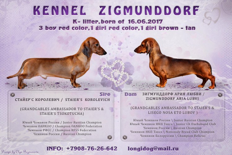 Породы собак такса черная