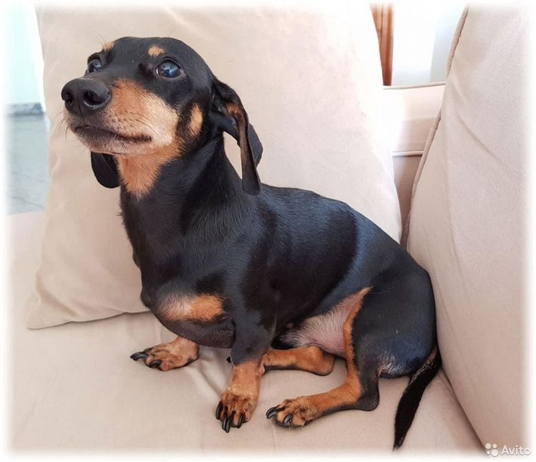 Карликовая такса взрослая