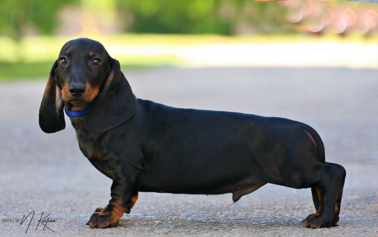 Кроличья такса короткошерстная