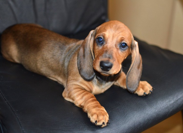 Карликовая такса