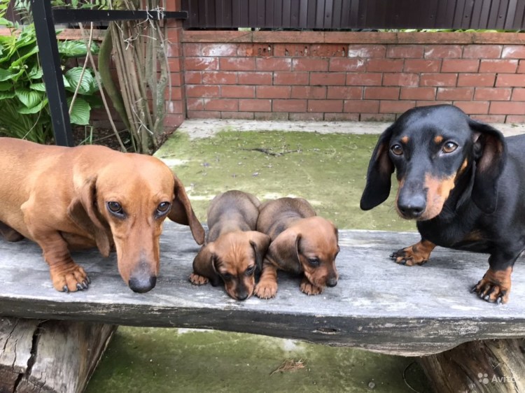 Миниатюрные таксы рыжие