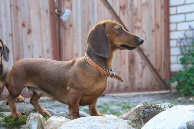 Такса короткошерстная карликовая