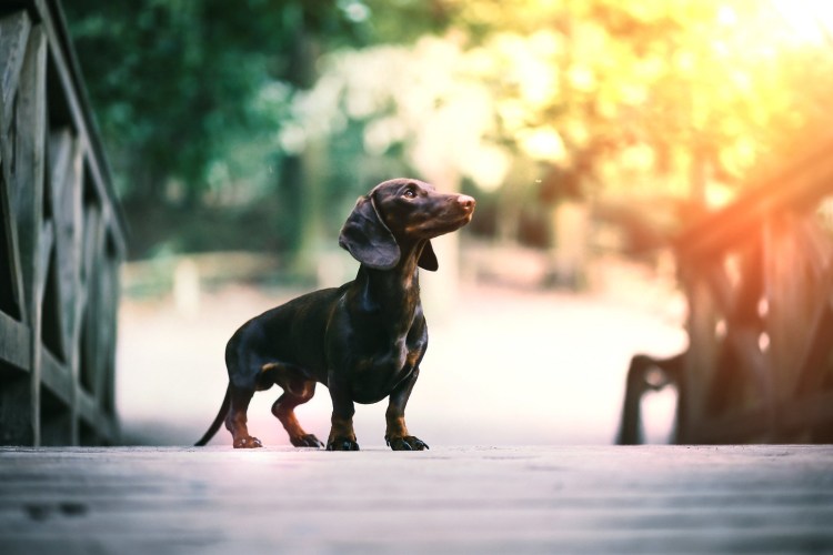 Такса карликовая гладкошерстная