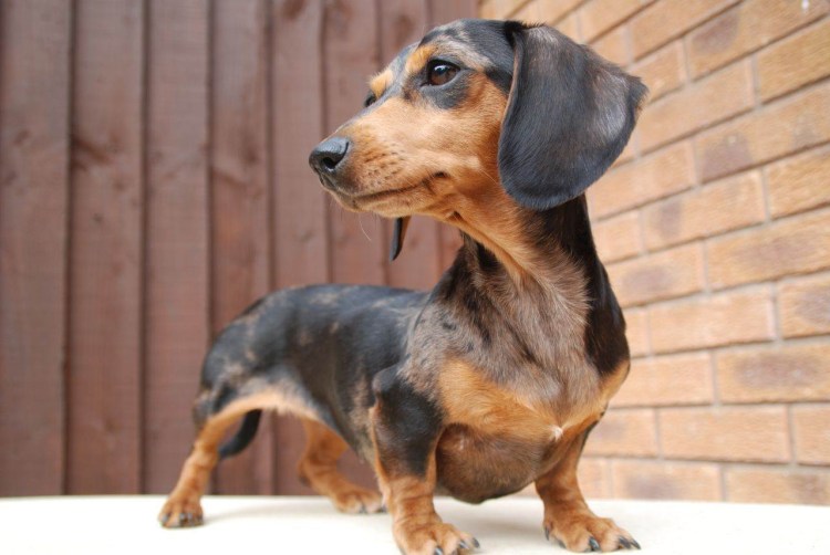 Щенки кроличьей таксы