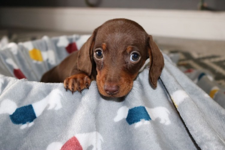 Такса флаффи