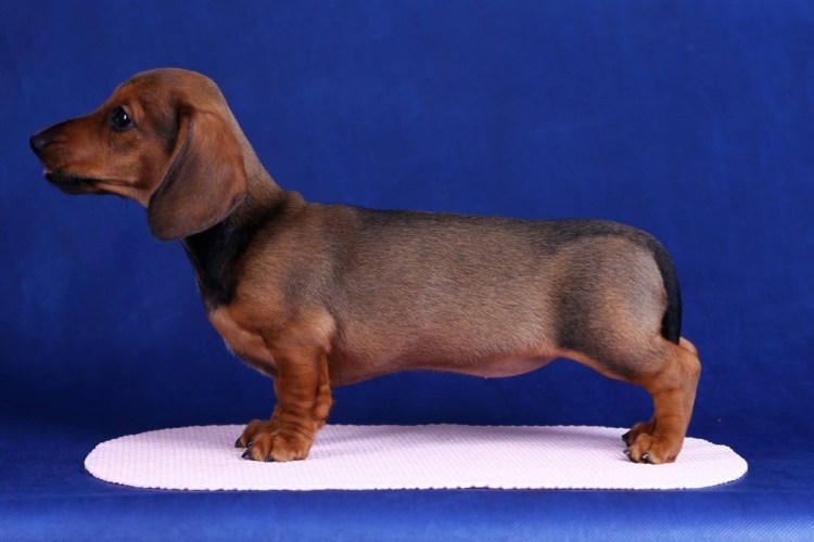 Кроличья такса мраморная