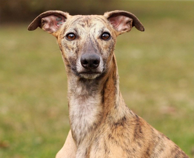 Уиппет порода собак