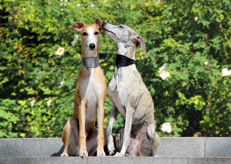 Гончая Уиппет