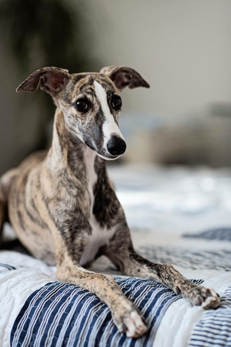 Гончая Уиппет