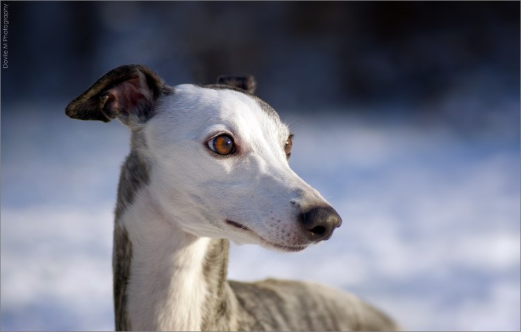 Уиппет фото