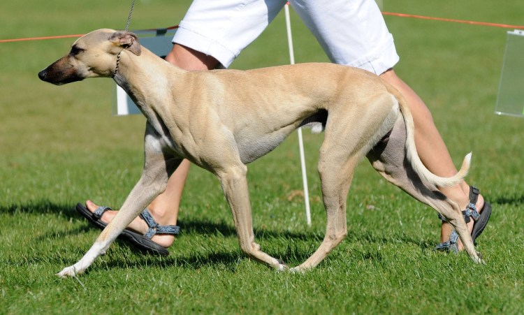 Грейхаунд и Левретка