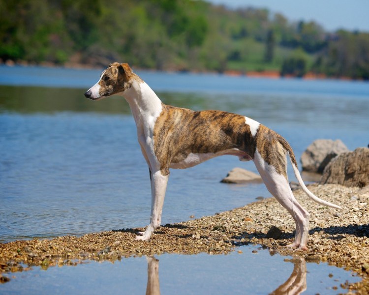 Уиппет порода собак