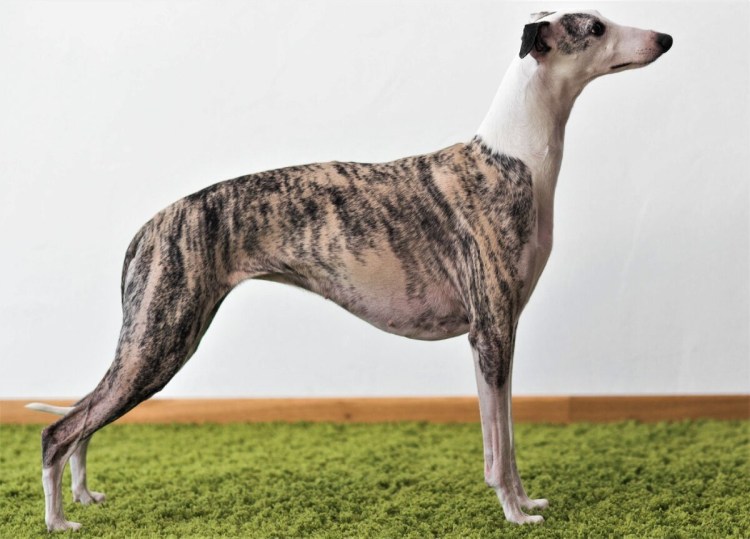 Уиппет порода