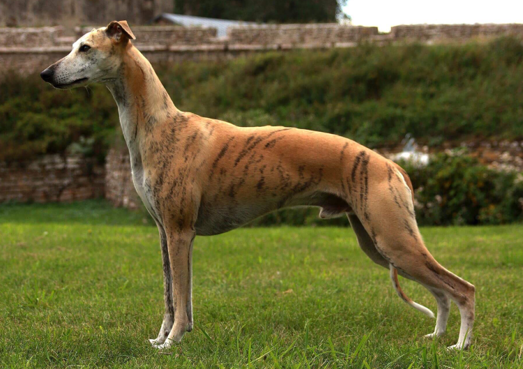Хортая борзая Грейхаунд