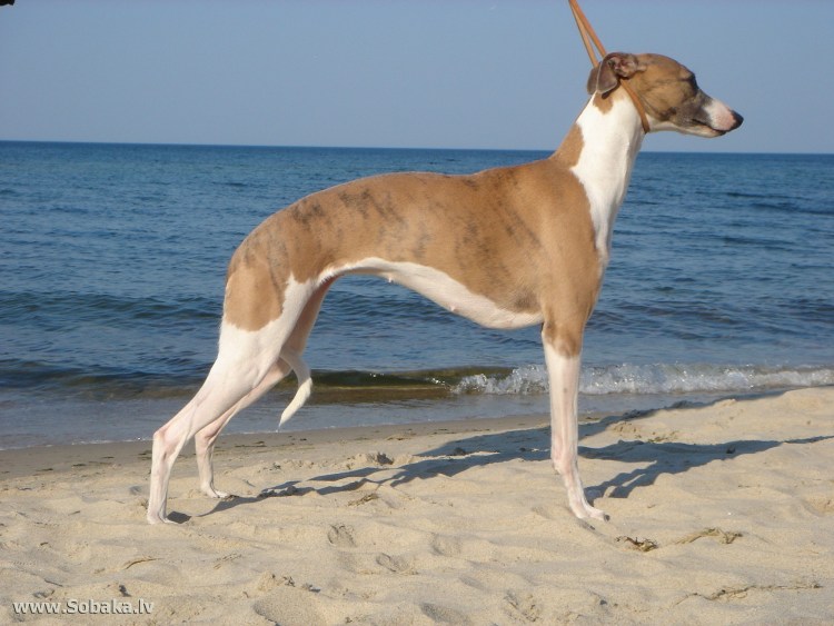 Английская борзая Уиппет