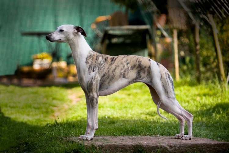 Уиппет порода