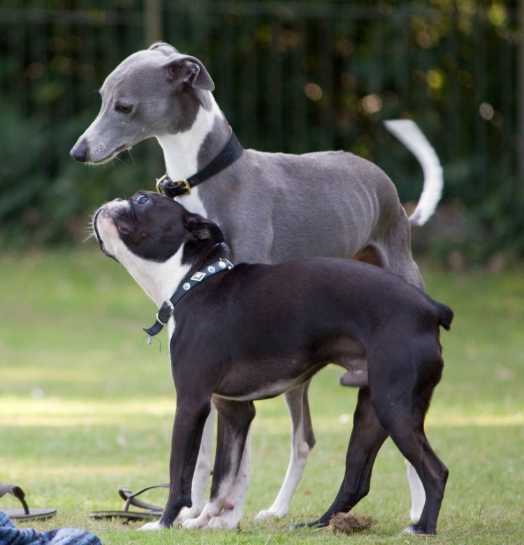 Уиппет стандарт породы