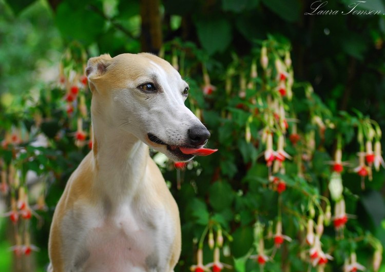 Уиппет характер