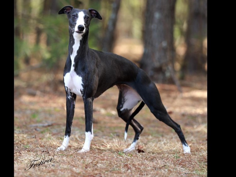 Порода Уиппет - гончая