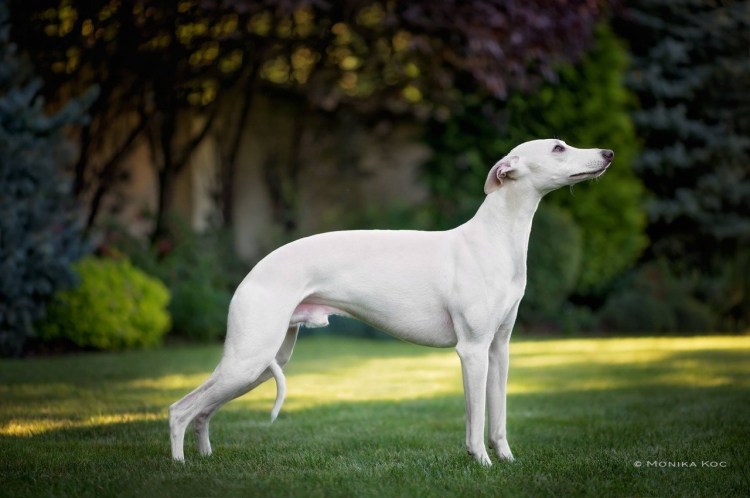 Уиппет и Левретка